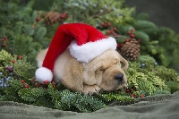 Christmas Card Swap # 1- Dogs