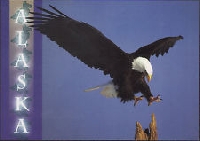 Eagle Postcard