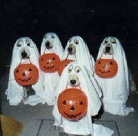 Funny Halloween pictures swap pinterest 