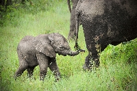 Series : Baby Elephant Walk