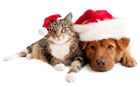 Christmas for your pets