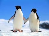Who Likes Penguins?