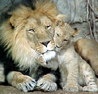 Lions Galore (Child Friendly)