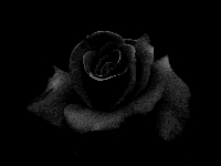 black and white usa #6 theme rose