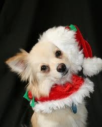 Send my pooch a Christmas gift.