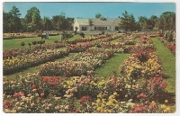 Vintage postcard with a garden