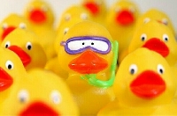 Rubber Duckie You're The One...