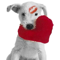 Valentines Card and Cheap Chew toy 