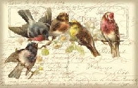 WPS - Bird Postcard