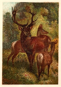Animal Alphabet Postcard: Letter 'D'