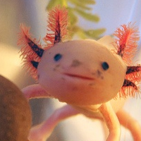 Cool/Obscure/All Animals ATC - 1 Axolotl