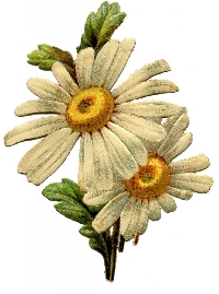Daisy Flower Twinchies