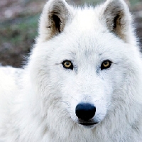 Cool/Obscure/All Animals ATC - 2 Arctic Wolf