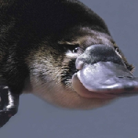 Cool/Obscure/All Animals ATC - 3 Platypus