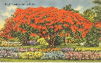 Flowering Trees Postcard Swap