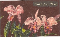 Orchids Postcard Swap