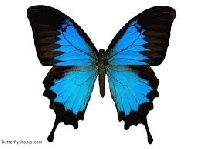 Butterfly ATCX2