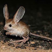 Cool/Obscure/All Animals ATC - 4 Jerboa