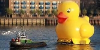 Traveling Rubber Duckie