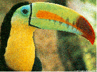 ATC - Colourful Birds Series #2