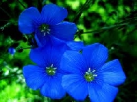 Rainbow Flowers Blue u.s.a atc