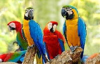 ATC - Colourful Birds Series #8