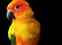 ATC - Colourful Birds Series #9