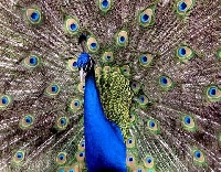 Peacocks Profile Decorate