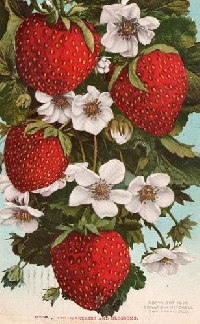 Strawberry ATC