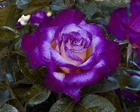 rainbow flower's purple