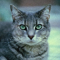 EOTPF: Cat Postcard