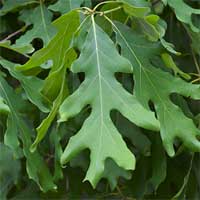 Leaf Inchies