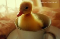 Pinterest - Ducklings
