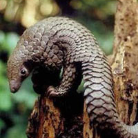 Cool/Obscure/All Animals ATC - 7 Pangolin