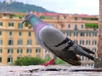 Pinterest - Pigeon