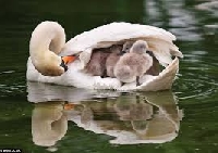 Pinterest - Swans