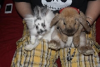 Little pets ATC swap #1 - Bunny