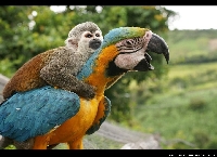 Ex-Norwegian Blue Parrot Swap: Silly
