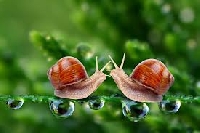Pinterest - Snails
