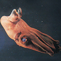 Cool/Obscure/All Animals ATC - 8 Vampire Squid