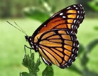 Butterflies Profile Decorate