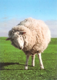 Have You Felt SHEEP-ish? Animal PC Swap Series #3