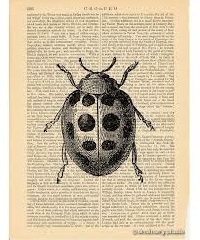 Book Page/ Lady Bug