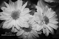 Flowers: In Black and White