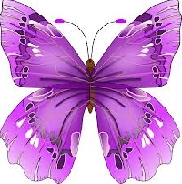 I love butterflies #4