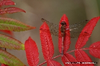 Autumn Dragonfly ATC