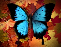 Autumn Butterfly ATC