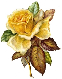 VC: Vintage ATC with a Yellow Rose
