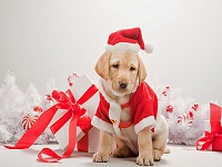 Christmas for the Dogs