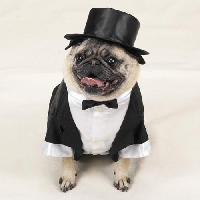 Dress Up Your Pet Day: Jan 14  Quick sign up